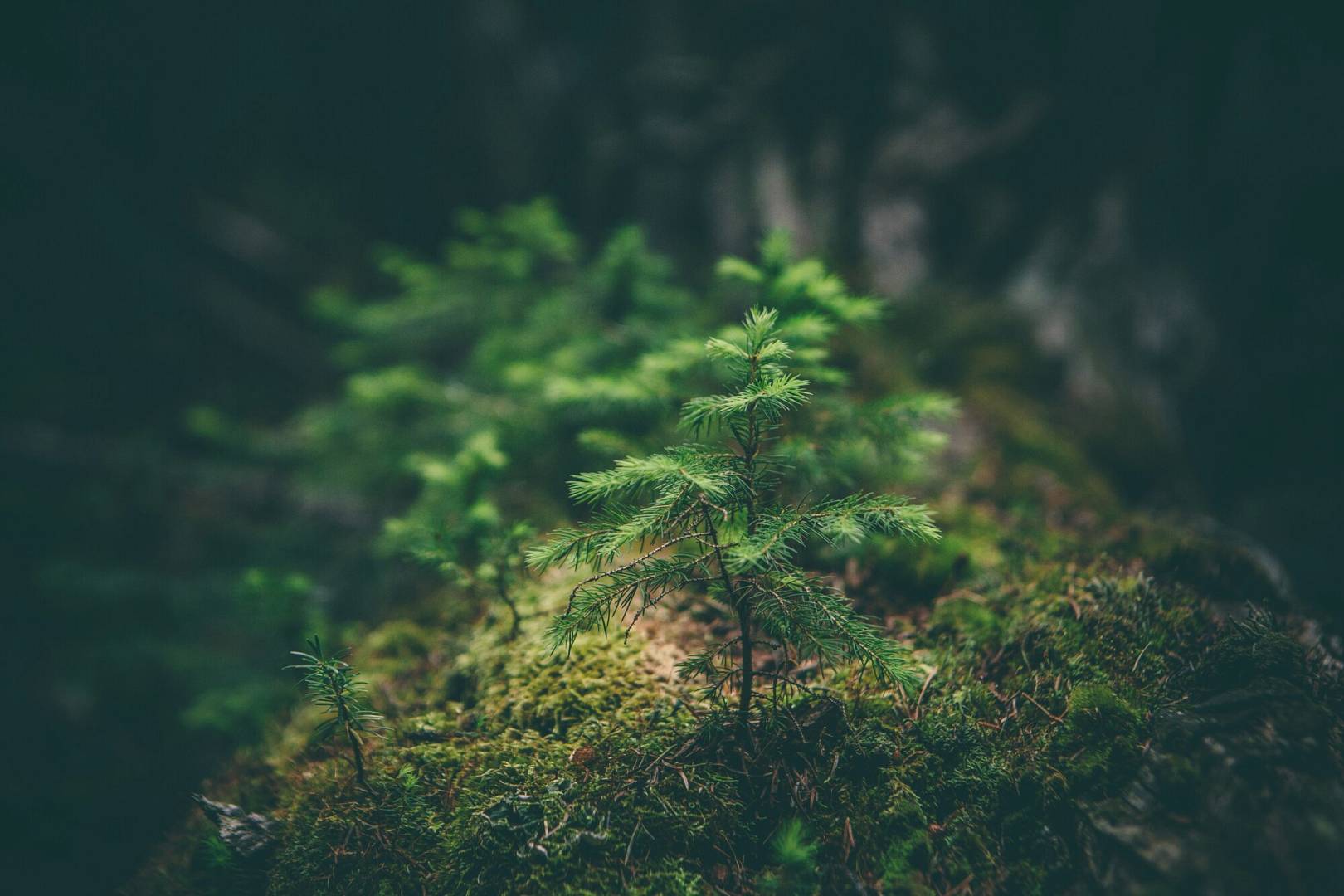 Dlaczego warto wybierać specjalistyczne sklepy z kosmetykami naturalnymi?